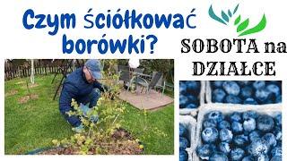 Czym ściółkować borówki🫐?