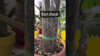 #Root check on my #philodendron #mexicanum this #mosspole has #roots #growing like crazy.