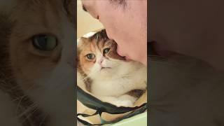 인내심 바닥난 고양이