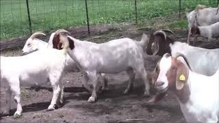 South African Boer Goats for Sale | Nkosi Agro Farms Ptv Ltd