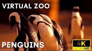 Penguins 4K  UltraHD  video | Discover the beauty of Penguins | Virtual Zoo  | 4K wildlife animals