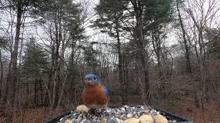 Bluebirds, Juncos, Woodpecker, Titmouse