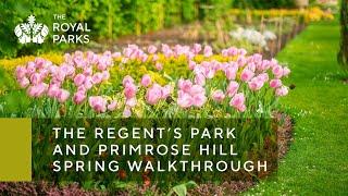 The Regent's Park & Primrose Hill in London spring walkthrough | The Royal Parks