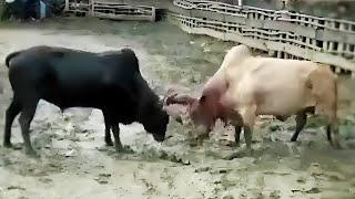 ขาวหินหงษ์ vs ดุกด้างแสนเชิง(ขอนแก่น)