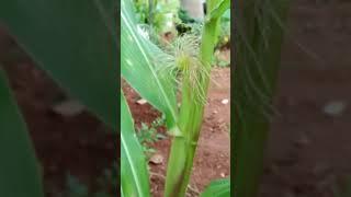 Growing & Harvesting Babycorn #shorts  #freshfrommygarden #organicgardening #homegarden