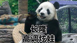 The pandas in Chimelong Zoo are so happy