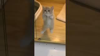 miyav #shorts  #cat  #miuw