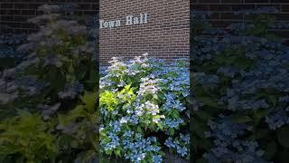 Hydrangea Serrata In Bloom #flowers #garden #Hydrangea