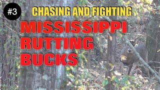 MISSISSIPPI RUTTING BUCKS CHASING AND FIGHTING