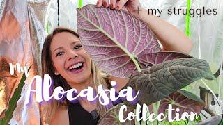 My Entire Alocasia Collection + Why I Almost TRASHED All Of Them!