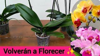 Tus Orquídeas con NUEVAS Y MAS FLORES  Tratamiento Definitivo 