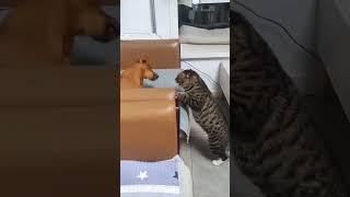 Funny Cat Videos To watch