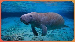 Up Close With Manatees And Encountering Unique Marine Life In Crystal River