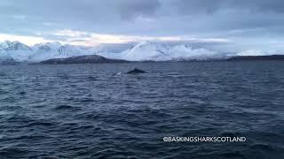 Arctic Whale Safari with Basking Shark Scotland