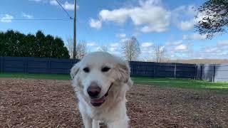 Legendary Acres Hobby Farm: Briggs the golden retriever is always the life of the party!