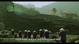 Traditional tea processing techniques and associated social practices in China