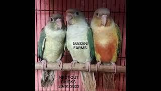 MASANI FARMS NEST OUT CHICKS 30/01/2022 GODS GIFT 9942631501 TIRUPUR