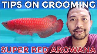 Tips on grooming Super red Arowana