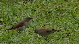 Grey-headed Sparrow