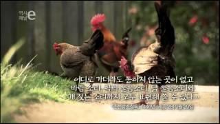 역사채널e - The history channel e_세계에서 가장 완벽한 문자, 훈민정음_#001