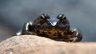 Dying for Protection: Amphibians and Reptiles