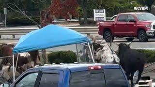 Video shows eight bulls escaping rodeo in parking lot of Mass. mall