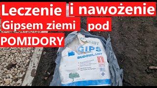 Leczenie  i nawożenie gleby gipsem pod uprawę pomidorów