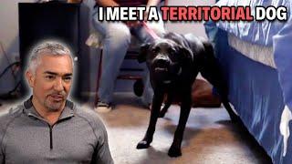 Greyhound Labrador Mix At Risk Of Being Put Down | Cesar 911 Season 4, Ep. 2 - Part 1