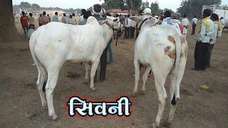 रवि भैया सिवनी / pat pratiyogita / by raja tande