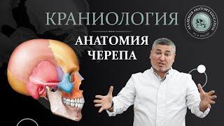 Введение в краниологию. Анатомия черепа. Клиника