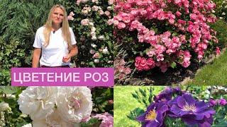 Цветут розы! Прогулка по саду - покажу более 10 красивых роз. / Roses are blooming