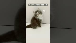 【子猫販売】#サイベリアン #出産 #猫動画 #ねこランド #春日部