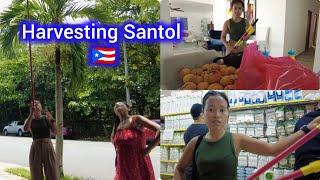 Harvesting Santol /San Juan Puerto Rico 