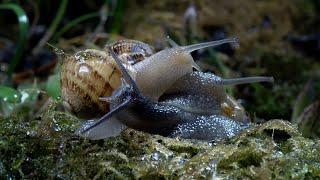 Slow down with Snails and Slugs | Relax With Nature | BBC Earth