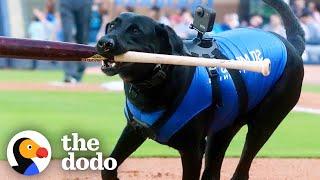 Labrador Lands A Dream Job Playing Professional Fetch | The Dodo