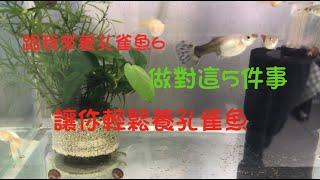 跟我來養孔雀魚6，做對這5件事情及養幾個蘋果螺,讓你輕鬆養孔雀魚