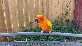 Sun Conure Screaming