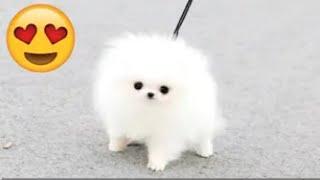 Funniest Animals 2022 Funniest Cats and Dogs Part 269 | @mihaifrancu shorts