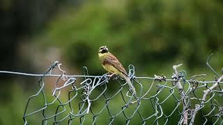 Cirl Bunting/Escrevedeira (Emberiza cirlus) -  Penha Garcia