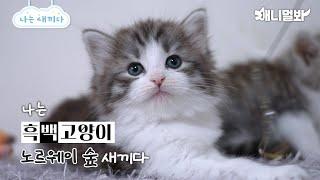 나는 태어난 지 32일 된 노르웨이 숲 새끼다 [애니멀봐 나새끼 93호]ㅣI’m A 23 Day old Norwegian Forest Kitten [93rd Lead]