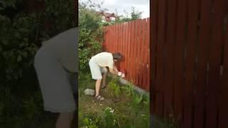 Крашу забор. Тест краскопульта.