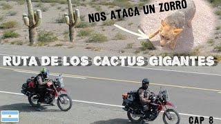 RUTA 33 -LA RUTA DE LOS CACTUS GIGANTES - BUSCANDO LA RUTA- MOTOVIAJEROS -HONDA- CRF300L