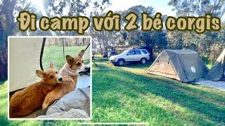 DẮT 2 BÉ CHÓ CORGI ĐI CẮM TRẠI 4 NGÀY | CHUYẾN CẮM TRẠI 30 NGƯỜI TRONG RỪNG (VLOG 139)