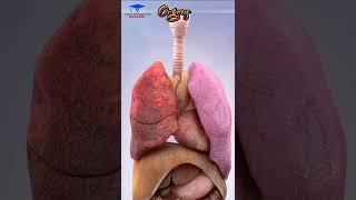 Respiratory system 🫁 animation || biological short animated video  || #shorts #shortvideo