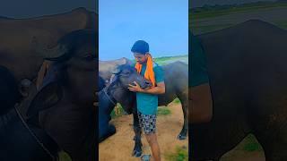 ଓଡ଼ିଶା ରେ ମଇଁଷି ପାଳନ , Buffalo life in village #youtube #viralvideo #youtubeshorts  #shortsvideo