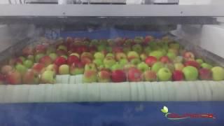 OLIMPIAS S.A. | Processing and grading line for apples.