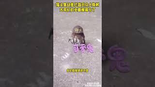 猫头鹰幼崽拦路对众人鞠躬，大哥们的心都被萌化了 #萌宠#猫头鹰 #动物