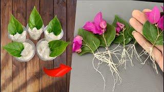 Paper flower leaves grow roots overnight! Anyone can do it.