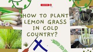 How to plant lemon grass in cold country|Helenshare