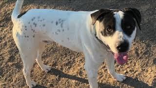 Flights to Furever: helping pups from Texas find home in Western New York